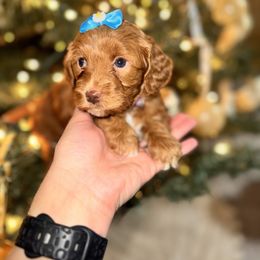 Goldendoodle Puppies from Duck River Goldendoodles