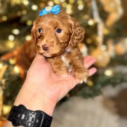 Goldendoodle Puppies from Duck River Goldendoodles