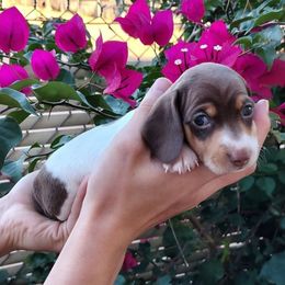 Puppy 2 - Chocolate and tan male Dachshund puppy in Riverside, California from Saddle Up Dachshunds