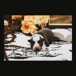 Grimm - Black male Border Collie puppy in Dallas, Texas from Effervescent Border Collies