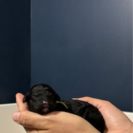 Black and tan phantom lime green boy - Phantom male Poodle puppy in Apison, Tennessee from Brush Hollow Farms