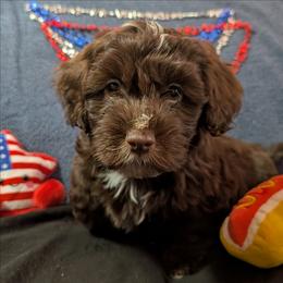 Chocolate Mousse - Chocolate male Havanese puppy in Marysville, Ohio from Sweet Confections Havanese