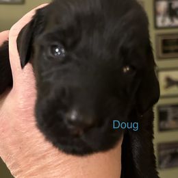 Boy 6 - Flat-Coated Retriever puppy in Pennsylvania from Iconic Flat Coated Retrievers