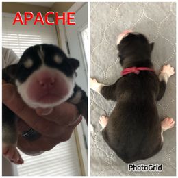 Boy 3 - Apache - Black and white Siberian Husky puppy in York Springs, Pennsylvania from Sunny Ridge Siberians
