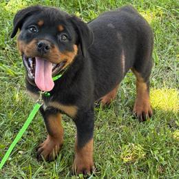 Green Collar - Black and mahogany male Rottweiler puppy in Industry, Illinois from KDKs Kennels