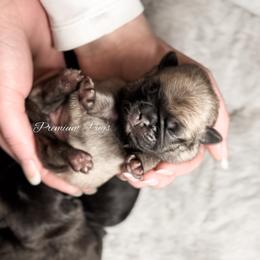 Daisy - Fawn female Pug puppy in Shady Hills, Florida from Premium Pugs