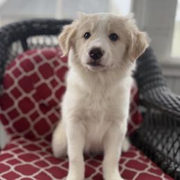 Trek - Gold male Border Collie puppy in Milford, Massachusetts from Blackbird Kennels