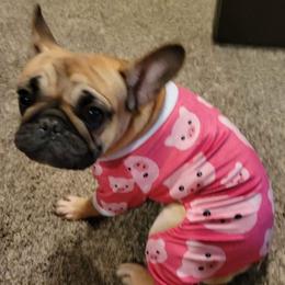 Bulldogs and French Bulldogs from Bulldog Chronicles