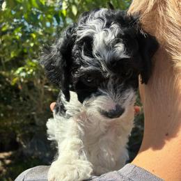 Bashful - Black and white male Cockapoo puppy in Adrian, Oregon from ApplebyFarm