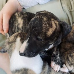 Edith - Whippet puppy from Smithfield Park