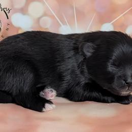 Latte - Black female Pomeranian puppy in Fultonville, New York from Sandy Aussies & Pomeranians