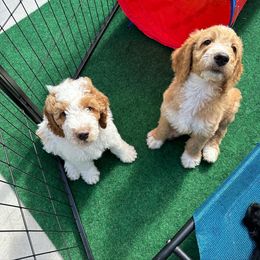 Goldendoodle Puppies from Lover Dover Doodles