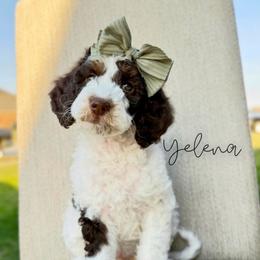 Yelena - Brown and white female Bernedoodle puppy in Owasso, Oklahoma from Kallams Bernedoodles & Bernese Mountain Dogs