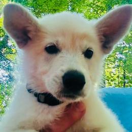 Astrid vom Whitewolf (blue) - White female Berger Blanc Suisse puppy in Blacksburg, South Carolina from Whitewolf Kennels