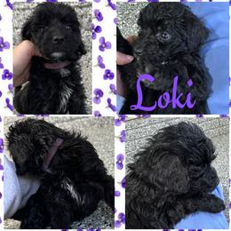 Loki (Purple6) - Black female Goldendoodle puppy in Ankeny, Iowa from Iowadoodles2love