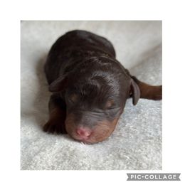 Skye - Brown and white female Bernedoodle puppy in Hillsboro, Oregon from Myt fine doodles