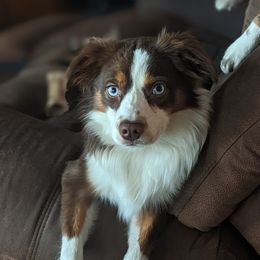 Marlin - Miniature Australian Shepherd