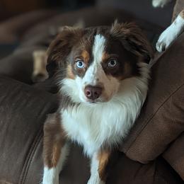 Marlin - Miniature Australian Shepherd
