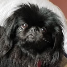 Izzy - Pekingese