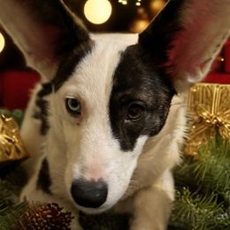 Lennox - Cardigan Welsh Corgi