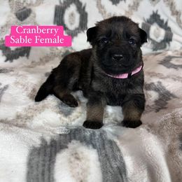 Cranberry - Sable female German Shepherd puppy in New Cambria, Missouri from Des Hausraben Shepherds