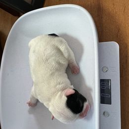 French Bulldog All Grown Up from Pipsters