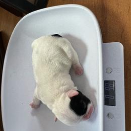 French Bulldog All Grown Up from Pipsters
