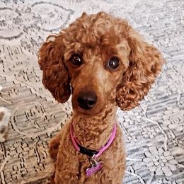 Poodles from Taylee's Poodles