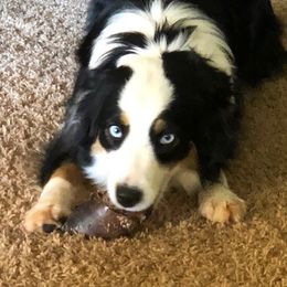 Berdie - Miniature American Shepherd