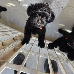 Girl 3 - Black female Affenpinscher puppy in Hastings, Florida from Tamari Affenpinchers and Oakhurst Rhodesians