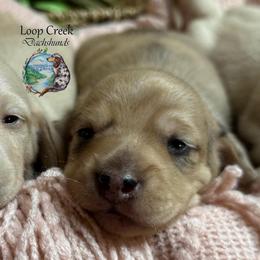 Rio - Dapple male Dachshund puppy in Fayetteville, West Virginia from Loop Creek Dachshunds