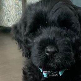 Portuguese Water Dogs from Sea and Sky Portuguese Water Dogs