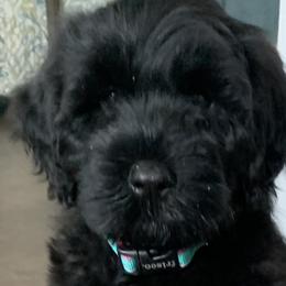 Portuguese Water Dogs from Sea and Sky Portuguese Water Dogs