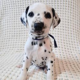 Peach Fuzz - White and black male Dalmatian puppy in Jefferson, Georgia from Spotted Jewels Dalmatians