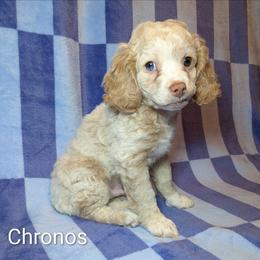 Chronos - Silver male Cockapoo puppy in Sunset, Louisiana from Cano Cockapoos