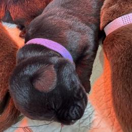 Purple - Black female Labrador Retriever puppy in North East, Pennsylvania from Newara’s Dog House LLC