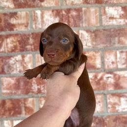 Jesse James - Chocolate male Dachshund puppy in Deming, New Mexico from FoxieDoxies of New Mexico