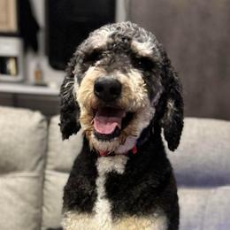 Cash - Black and white male Bernedoodle puppy in Rose Hill, North Carolina from Red Door Canines