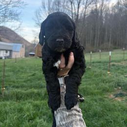 Boy 1 - Black male Double Doodle puppy in Jonesborough, Tennessee from Dry Creek Siberians
