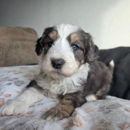 Captain American - Blue merle male Bernedoodle puppy in Blackfoot, Idaho from Draper Mountain Doodles