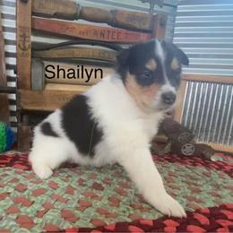 Shailyn - White female Collie puppy in Hinckley, Minnesota from Rusty Spur Collies
