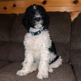 Leroy - Reduced - Parti male Goldendoodle puppy in Nathalie, Virginia from Deez Doodles