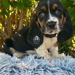 Mars - Black white and brown male Basset Hound puppy in Dingess, West Virginia from Tuckers' Howling Hounds