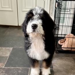 Aussiedoodle and Bernedoodle Puppies from Platinum Bernedoodles of Texas