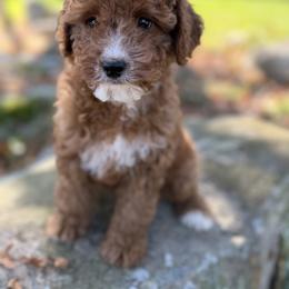 Goldendoodle Puppies from Woodland Acres