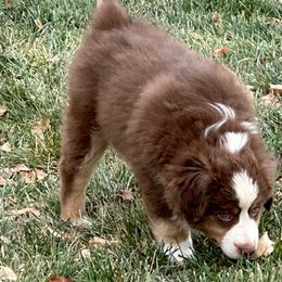 Oliver - Red tri Miniature Australian Shepherd puppy in Colorado from Pittenweem Farm
