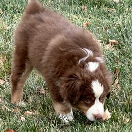 Oliver - Red tri Miniature Australian Shepherd puppy in Colorado from Pittenweem Farm