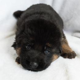 German Shepherd Puppies from Uinta Mountain Shepherds