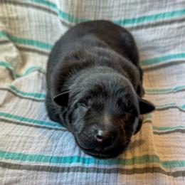 Criston (Purple) - Gold brindle male Dutch Shepherd puppy in Slippery Rock, Pennsylvania from Pytka Performance K9