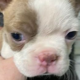 Boston Terriers from Susie’s Cuties
